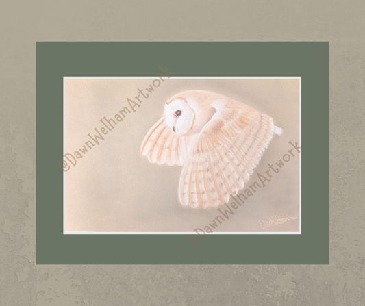 Barn Owl in Flight