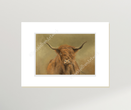 Highland cow