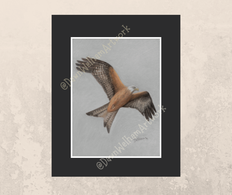 Red Kite
