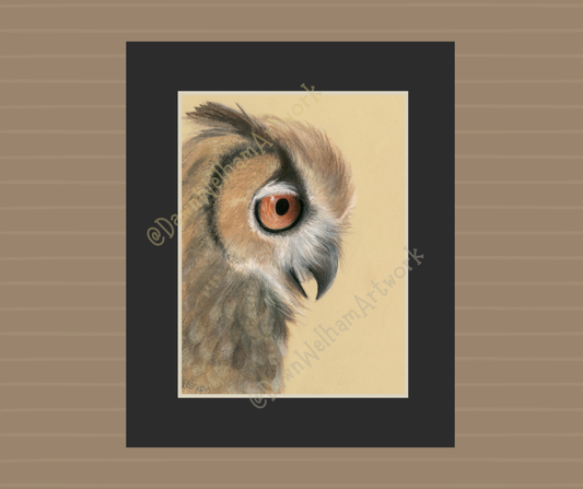 Long Eared Owl