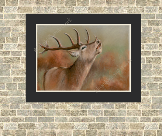 Red Deer Stag