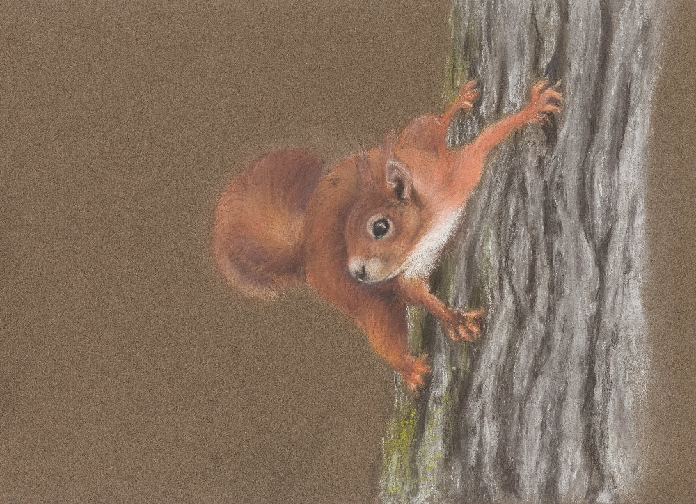 Pastel artwork of a red squirrel on a trunk with a brown background