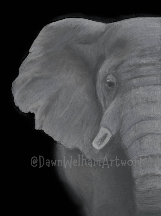 Grey and white pastel artwork of an African elephant on a black background
