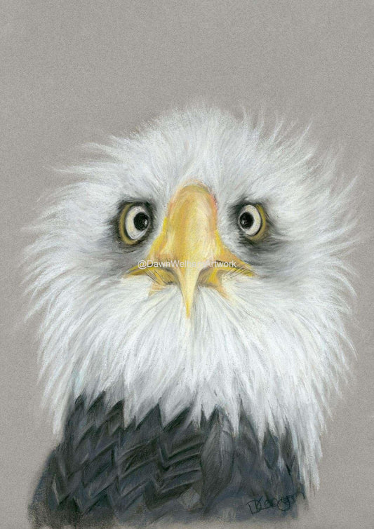 Close-up of a bald eagle with a gray background