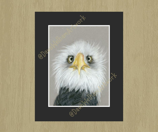 Close-up of a bald eagle with a gray background - in room