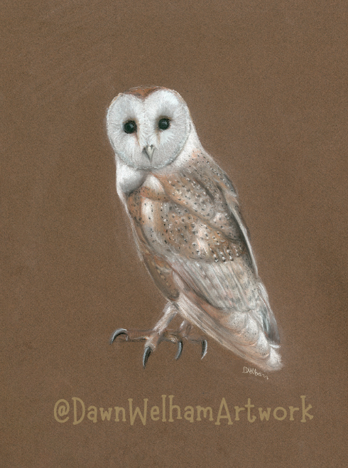 Pastel artwork of a barn owl on a rich brown background