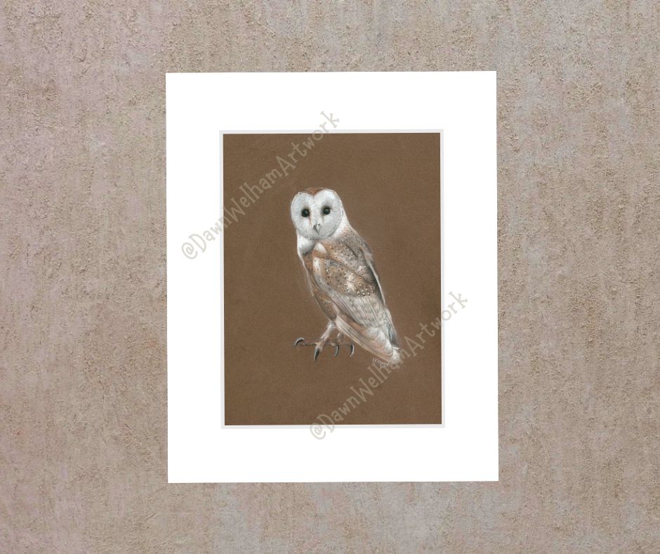 Barn Owl
