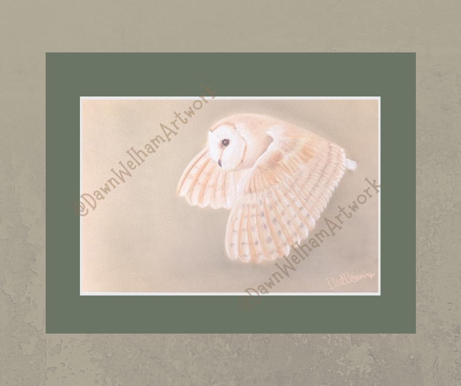 Barn Owl in Flight