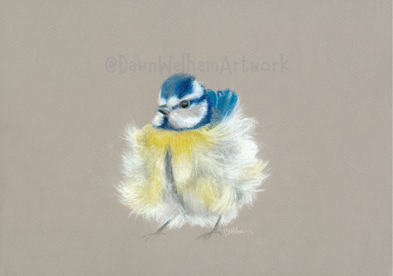 Pastel artwork of a blue tit