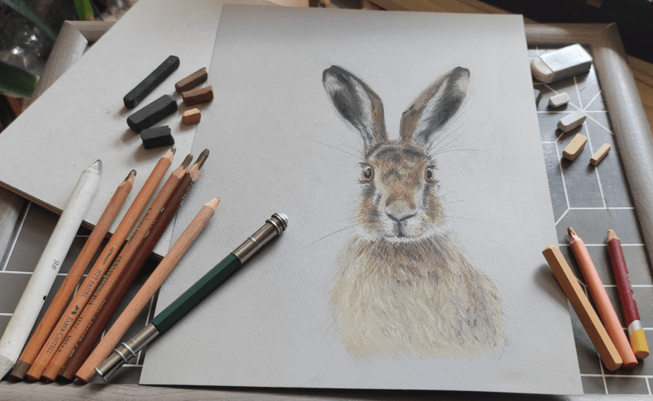 Brown Hare image 2