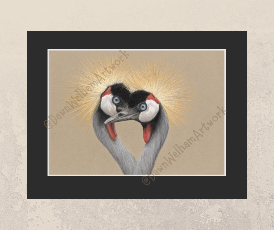 Crowned Cranes
