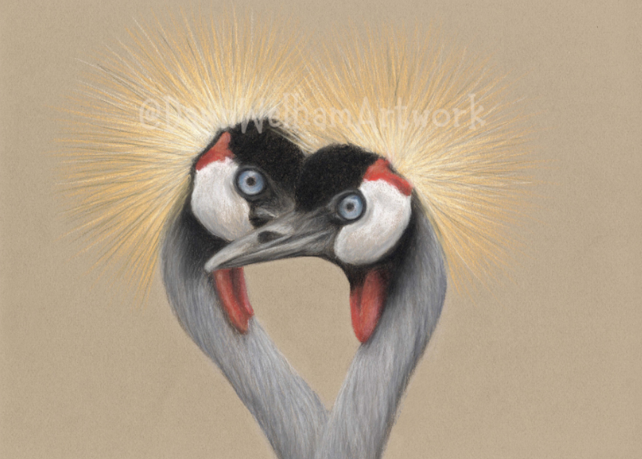 Two cranes forming a heart shape with a beige background