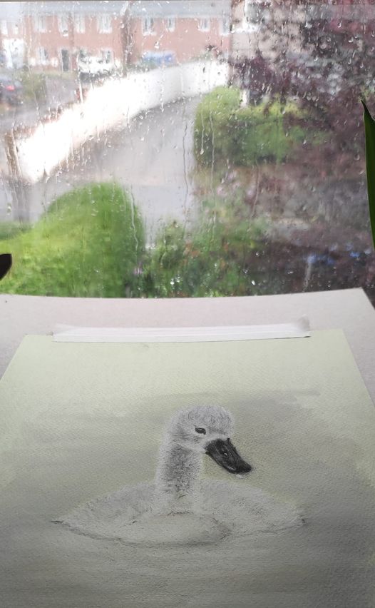 Artistic drawing of a cygnet being drawn with a window view of rain in the background.