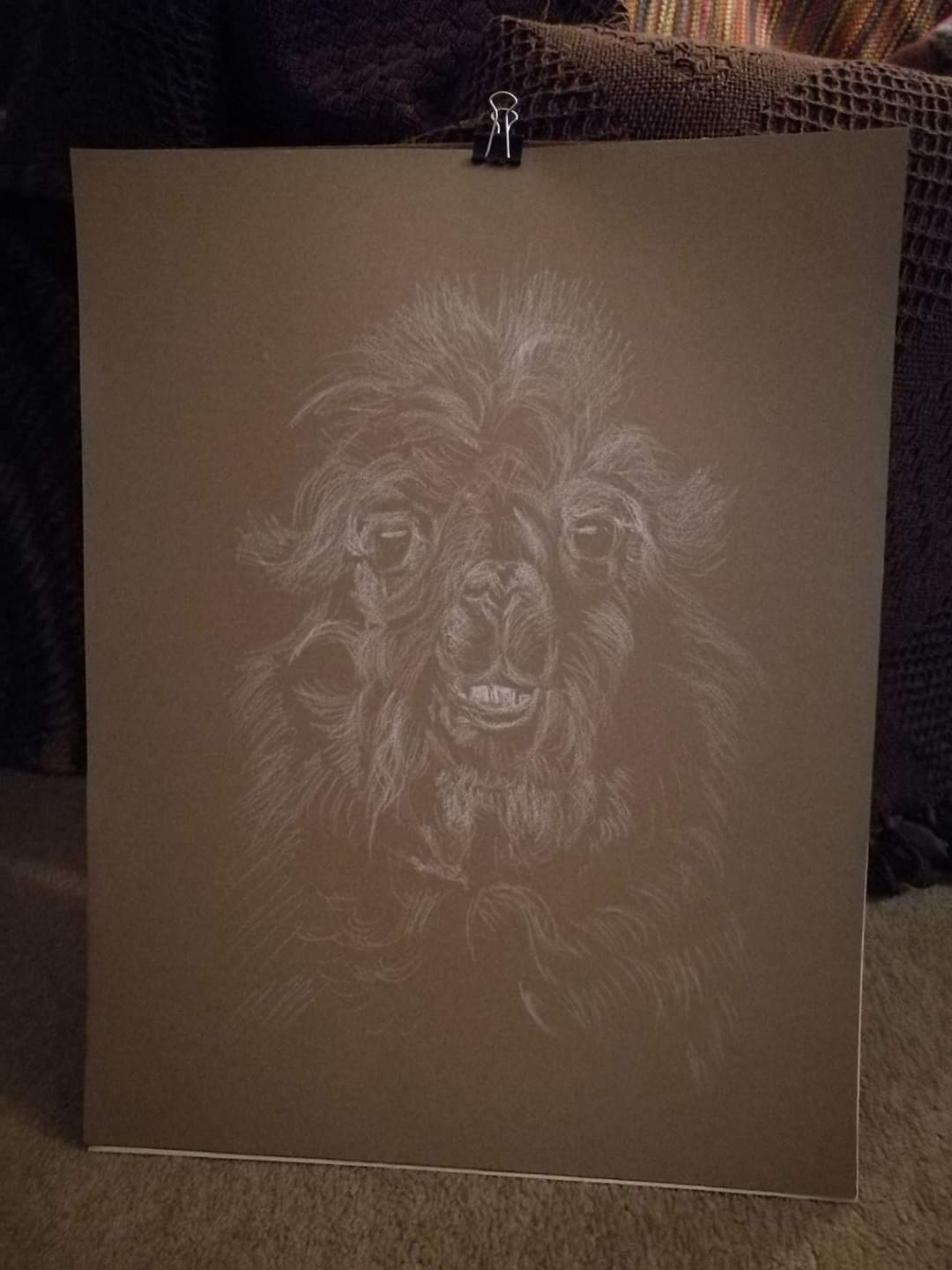 Llama Portrait in action 1