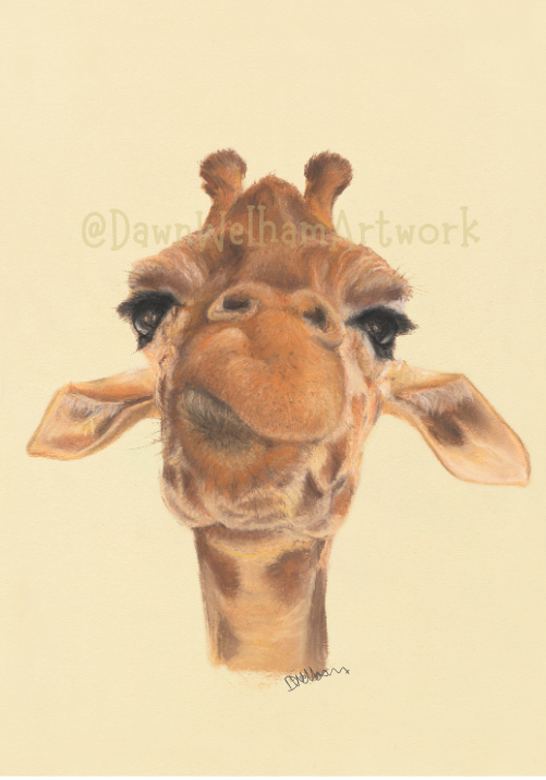 Pastel artwork of a giraffe's head on a light background