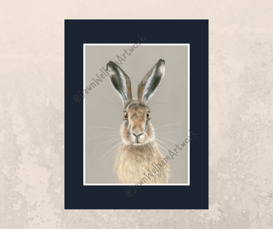 Brown Hare