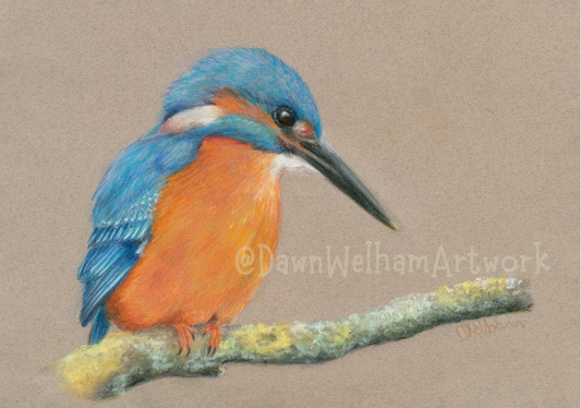 Pastel artwork of a kingfisher on a branch, looking down outside the picture