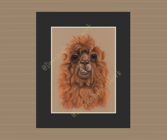 Red panda artwork - the original drawn with pastel pencils on a luxurious pastel velour base.