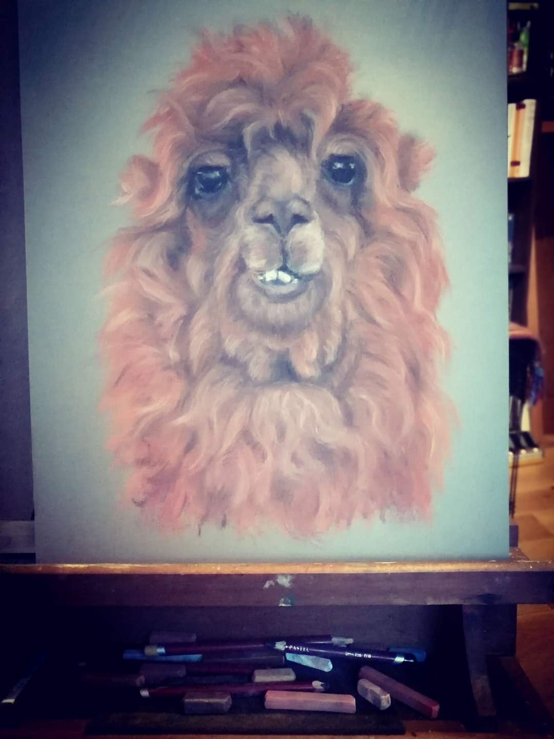 Llama Portrait in action 2