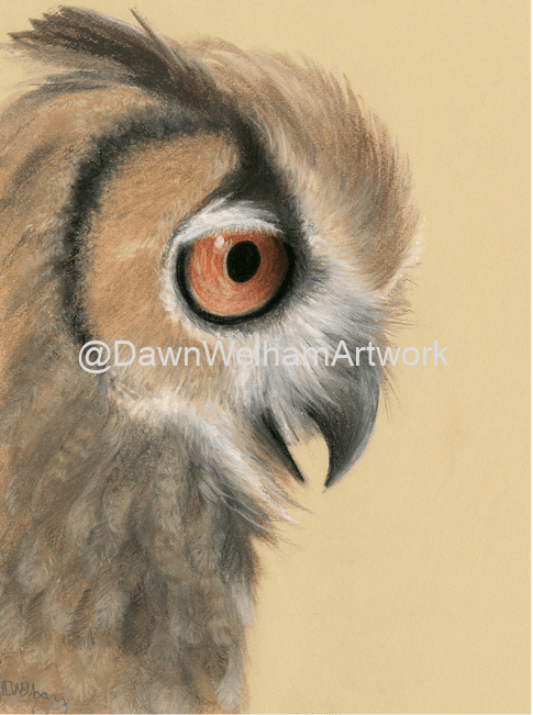 Close-up pastel pencil artwork of a long-eared owl on a light background