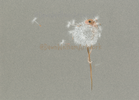 Harvest mouse in a dandelion seed head on a grey background