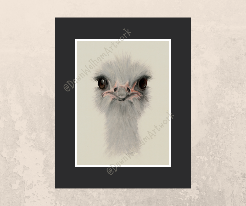 Framed artwork of an ostrich's face on a light background - example of black mount on wall