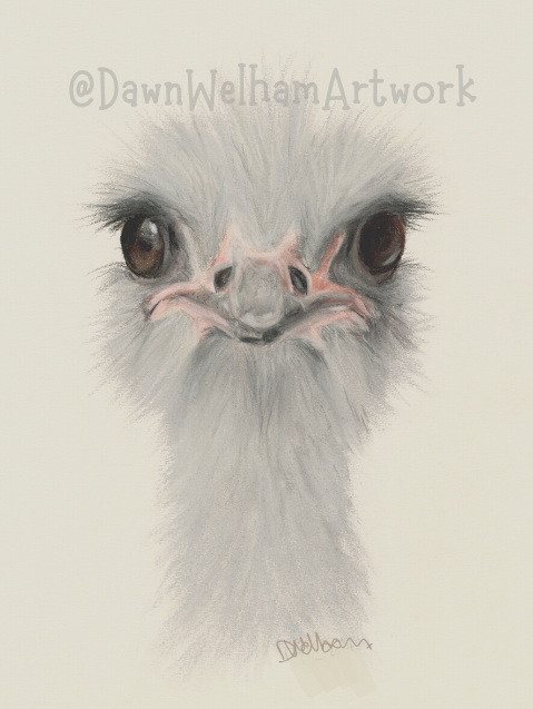 Ostrich portrait in grey and pale pink on a light background