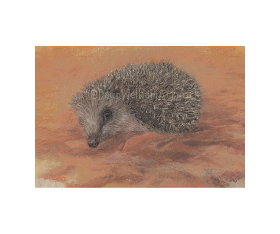 Hedgehog