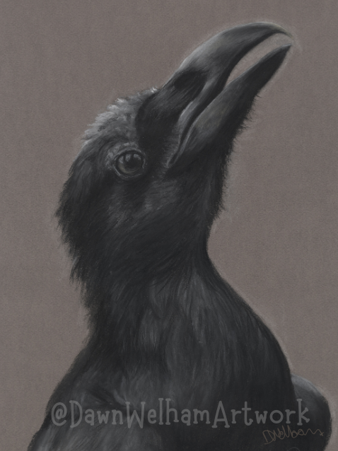 Pastel artwork of a raven - side profile looking up