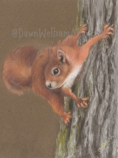 Illustration of a red squirrel climbing a tree trunk by Dawn Welham