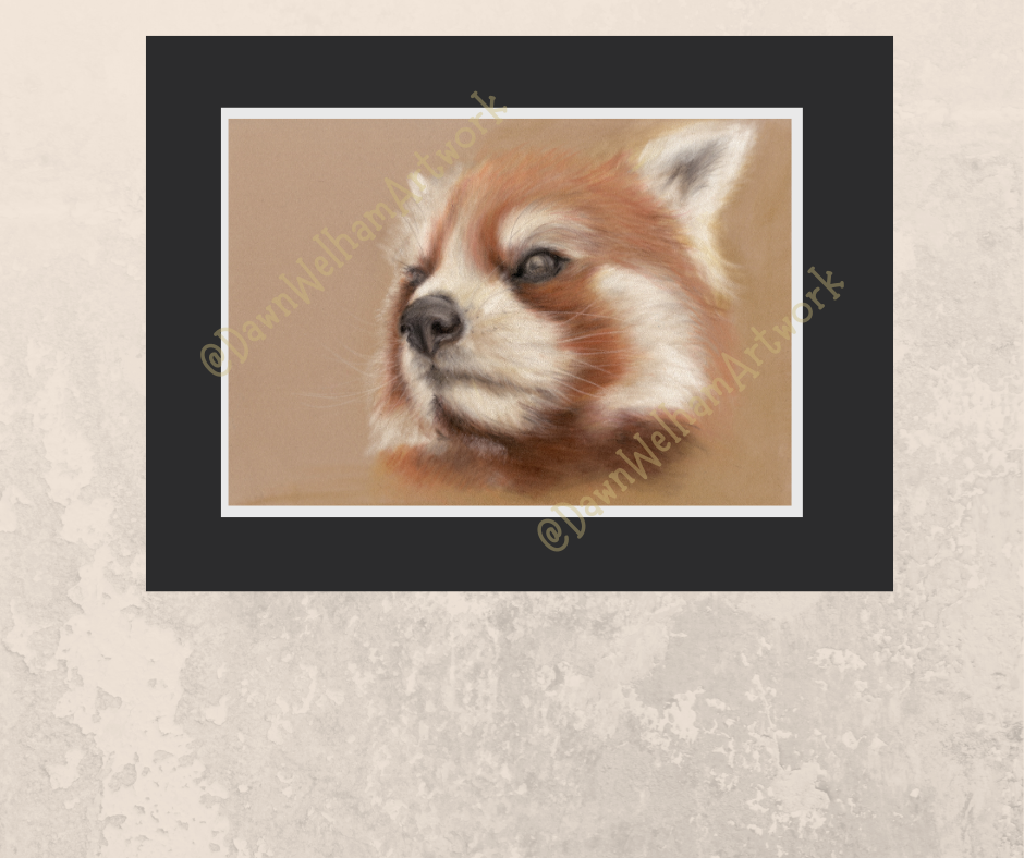 Red panda artwork - the original was drawn with pastel pencils on a luxurious pastel velour base.