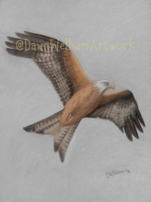 Pastel artwork of a soaring red kite