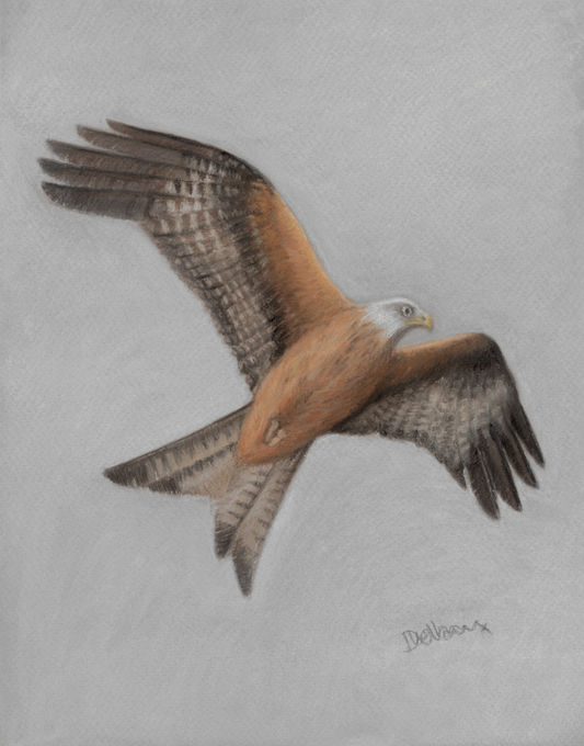 Red Kite