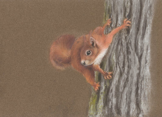 Pastel artwork of a red squirrel on a trunk with a brown background